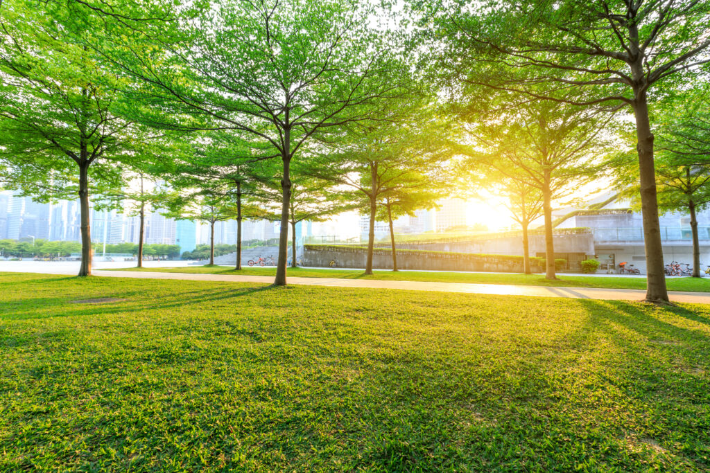 Green trees in a city park at sunrise, showcasing vibrant grass and a serene atmosphere, reflecting the importance of healthy landscapes for commercial properties in Carolina Forest, SC.